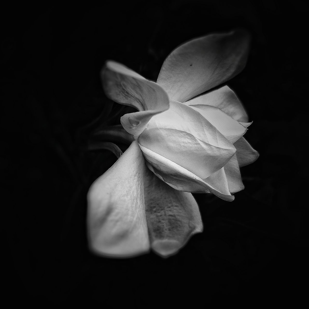 CLOSE-UP OF WHITE ROSE OVER BLACK BACKGROUND