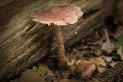 Close-up of mushroom growing on land