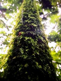 Low angle view of moss growing on tree trunk