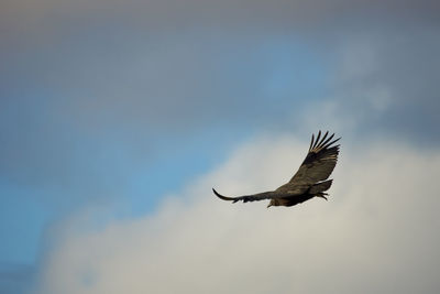 Low angle view of eagle flying in sky