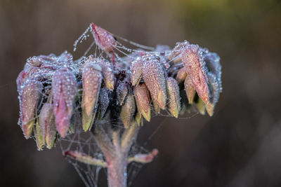 Close-up of wilted flower