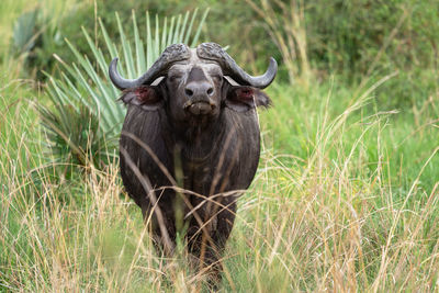 African buffalo, syncerus caffer, murchison falls national park, uganda