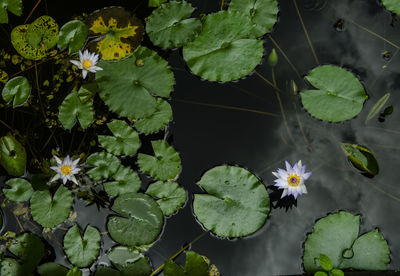 High angle view of flowering plant floating on water