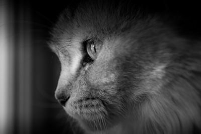 Close-up of a cat looking away