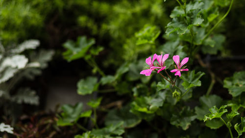 Close-up of pink flowering plant