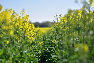 Yellow flowering plants on field