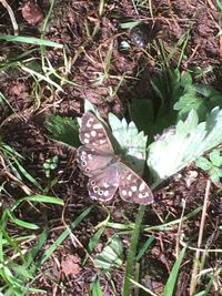 High angle view of butterfly on field