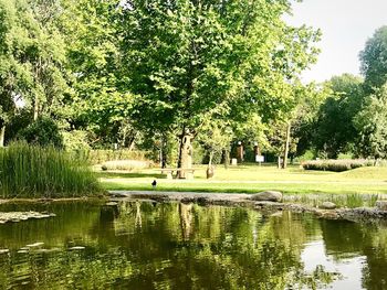 Trees on grass by lake against sky