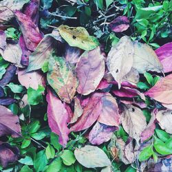 Close-up of leaves on ground