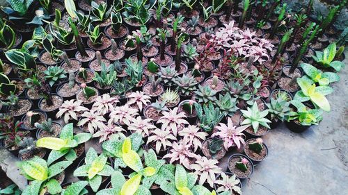 High angle view of flowering plants on field