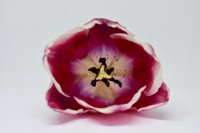 Close-up of pink rose against white background