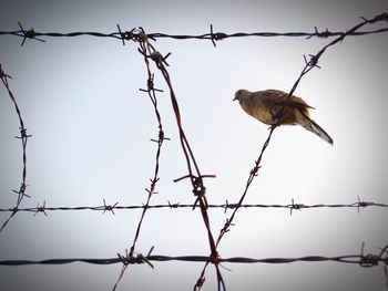 Low angle view of birds perching on cable