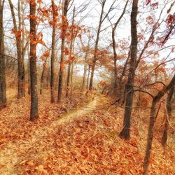 Trees in autumn