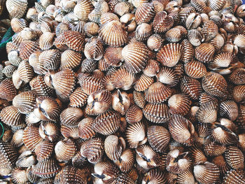 Full frame background pile of fresh cockles