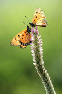 Close-up of butterfly pollinating on flower