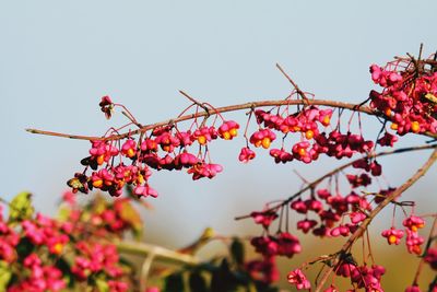 Low angle view of red flowering plant against clear sky