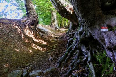 View of trees in forest