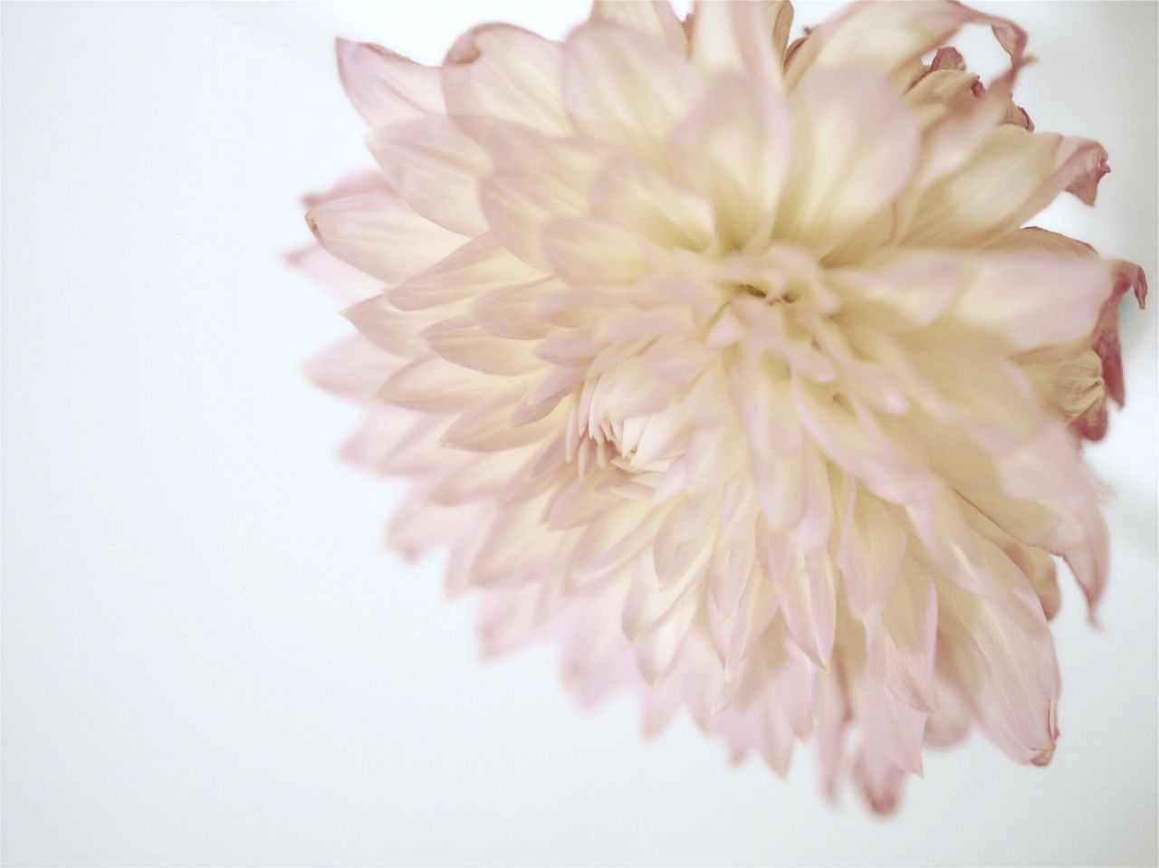 CLOSE-UP OF PINK FLOWER