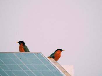 Low angle view of birds perching on solar panels against sky