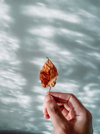 Close-up of person holding ice cream