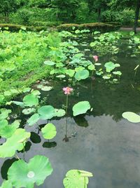 High angle view of lotus water lily in pond