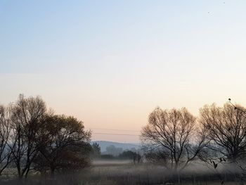 Bare trees on field against clear sky during sunset