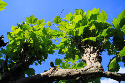 Low angle view of tree against blue sky