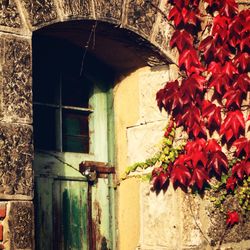 Close-up of ivy on house