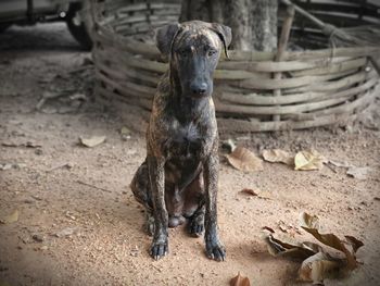 Love dogs more than people dogs are just naughty but people like cheating.