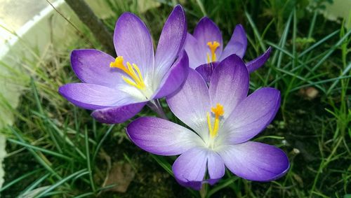 Close-up of purple flower