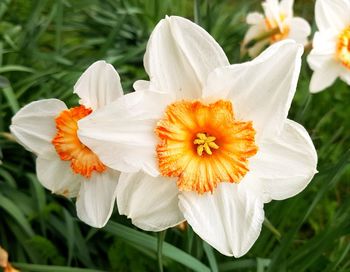 Close-up of day lily blooming outdoors