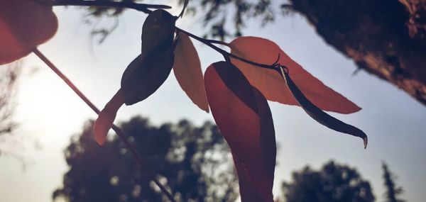 Close-up of silhouette tree against sky