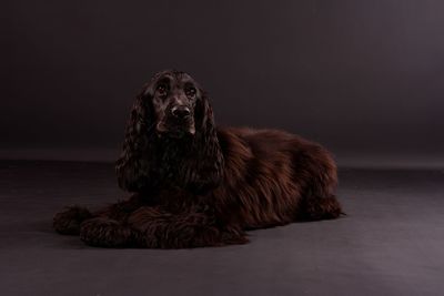 Portrait of dog sitting on floor