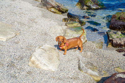 High angle view of dog on rock