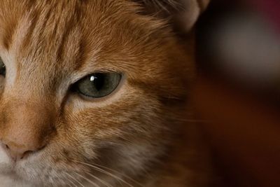 Close-up portrait of ginger cat