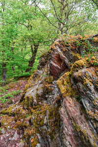 Moss growing on tree in forest