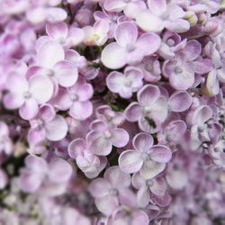 Close-up of pink flowers