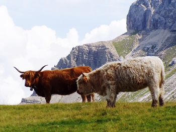 Alpin cows