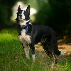 Proud dog in the grass