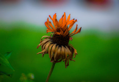 Close-up of wilted flower