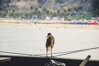 Bird perching on railing against sea