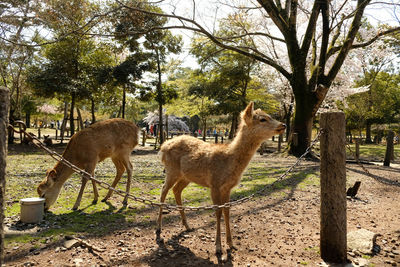 Sheep standing in a field