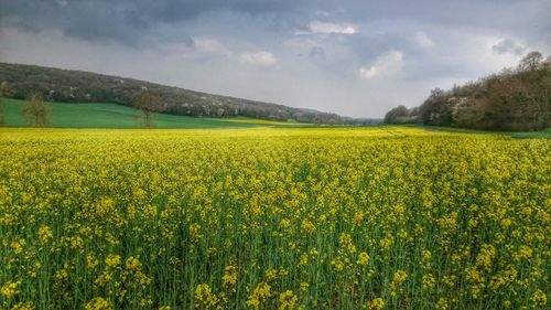 Scenic view of field against sky