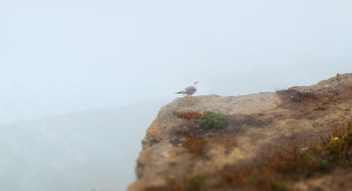 Low angle view of bird perching on rock against sky