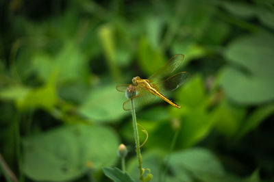 Close-up of insect on plant