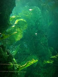 Close-up of turtle swimming underwater