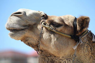 Close-up of a horse against clear sky