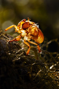 Close-up of spider