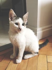 Portrait of cat sitting on floor