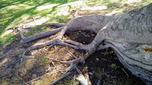 High angle view of driftwood in forest